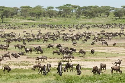 Pre-Kilimanjaro Serengeti safari — lions on the plains
