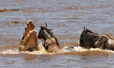 5-day Serengeti Classic Safari