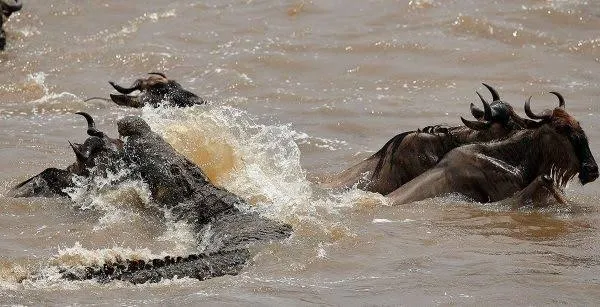 5-Day Serengeti Classic Safari