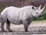 Black rhinoceros Ngorongoro