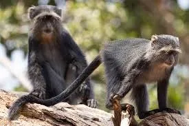 Blue monkey Meru forest blue vervet