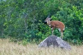 Bushbuck forest antelope Mount Meru
