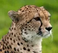 Cheetah Ndutu calving