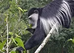 Colobus monkey Arusha National Park