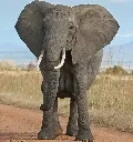 Elephant Tarangire