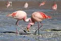 Flamingoes Lake Manyara