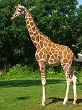 Giraffe Arusha area