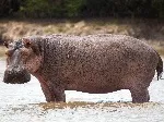 Hippo Ngorongoro Serengeti