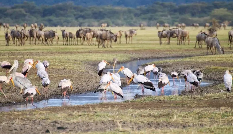 Flamingoes wading in the pink shallows of Lake Manyara with the escarpment behind