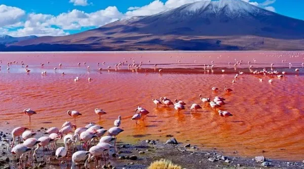 Lake Natron red alkaline flats with Ol Doinyo Lengai volcano on the horizon