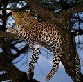 Leopard Serengeti Seronera