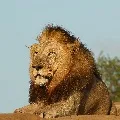 Lion Serengeti
