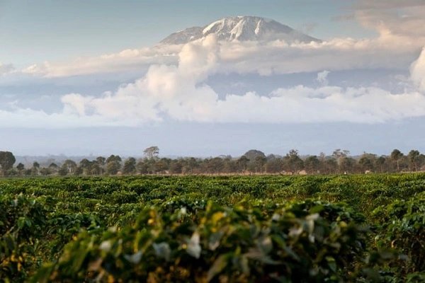 Moshi coffee tour — arabica beans drying Tanzania