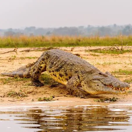 Nile crocodile Mara River crossing Serengeti