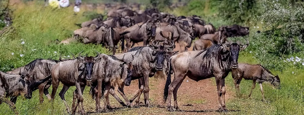 Serengeti National Park Tanzania — lions at sunset on the golden savanna