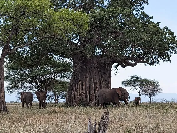 Tarangire National Park best time — elephants dry season