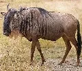 Wildebeest calves