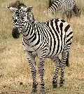Zebra migration calving Tanzania