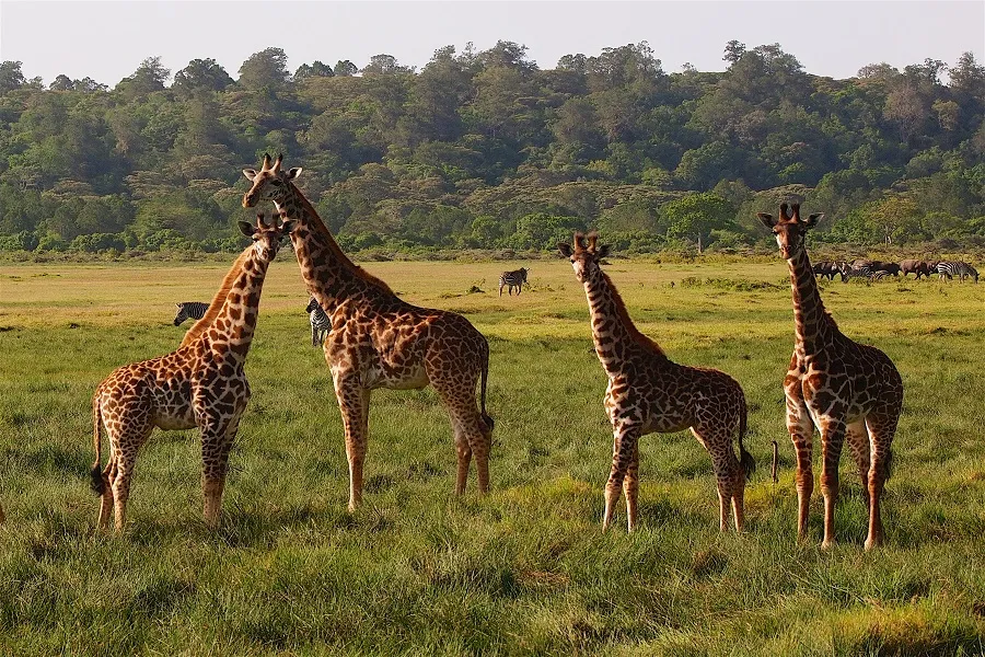 Giraffe in Arusha National Park