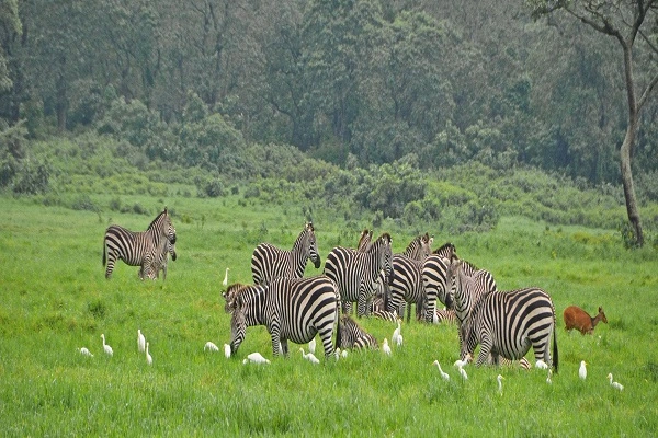 Arusha National Park safari day trip from Moshi — giraffe and flamingoes