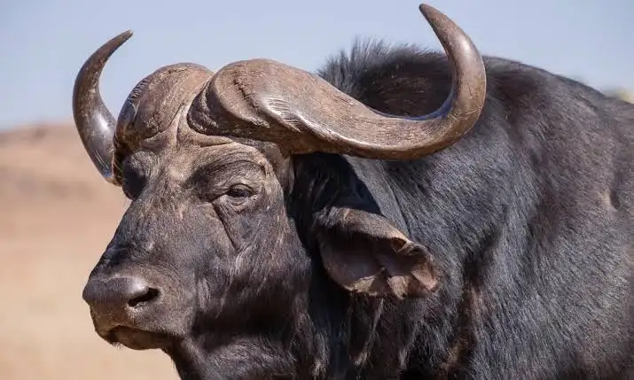 Cape Buffalo Mount Meru trail Arusha National Park