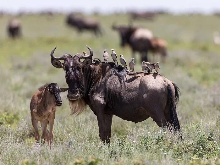 Serengeti calving season January 2027 before AFCON
