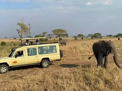 Kilimanjaro and Tanzania safari combination