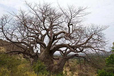 Lake Manyara tree climbing lions day trip AFCON Arusha