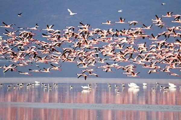 Lake Manyara safari from Moshi — flamingoes and tree-climbing lions
