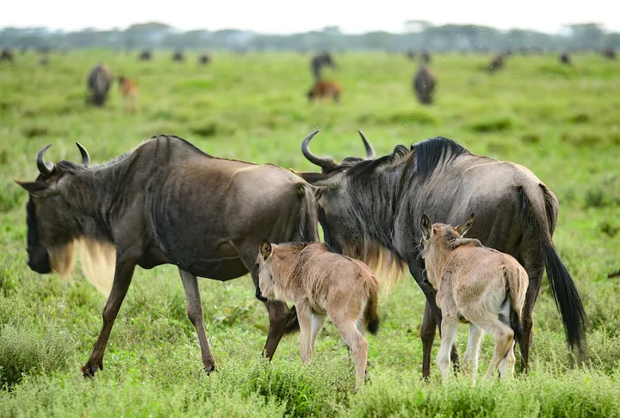 Ngorongoro Crater Tanzania — elephant and flamingoes on crater floor
