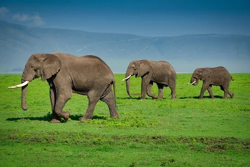 Lions in Ngorongoro Crater