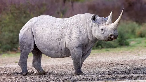 Ngorongoro Crater black rhino before AFCON 2027