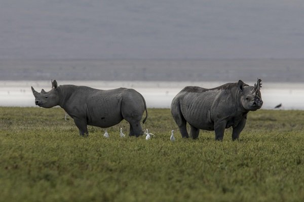 Ngorongoro Crater floor at sunrise