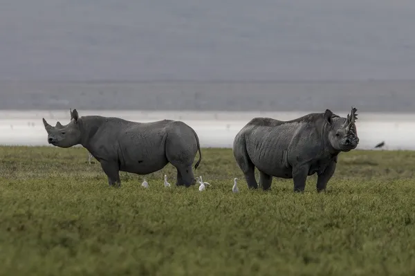 Ngorongoro Crater floor at sunrise with wildlife visible below