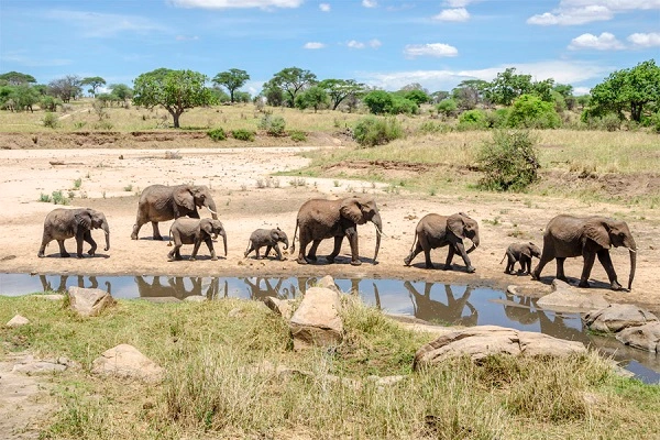 Tarangire National Park safari day trip from Moshi — elephant herd baobab