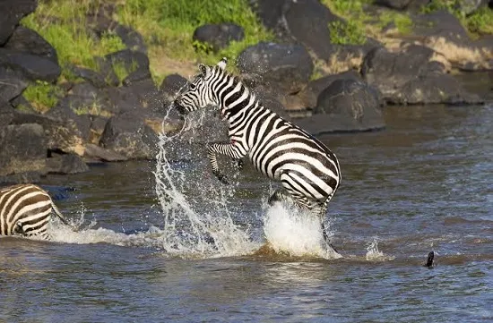 Mara River crossing 2026 2027 northern Serengeti wildebeest stampede crocodile Tanzania