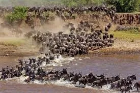 Serengeti June migration Karatu safari