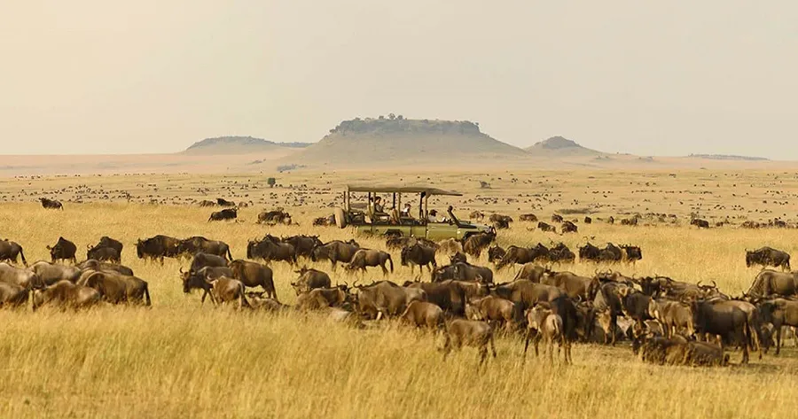 Serengeti plains stretching to the horizon at golden hour — vast wildlife landscape