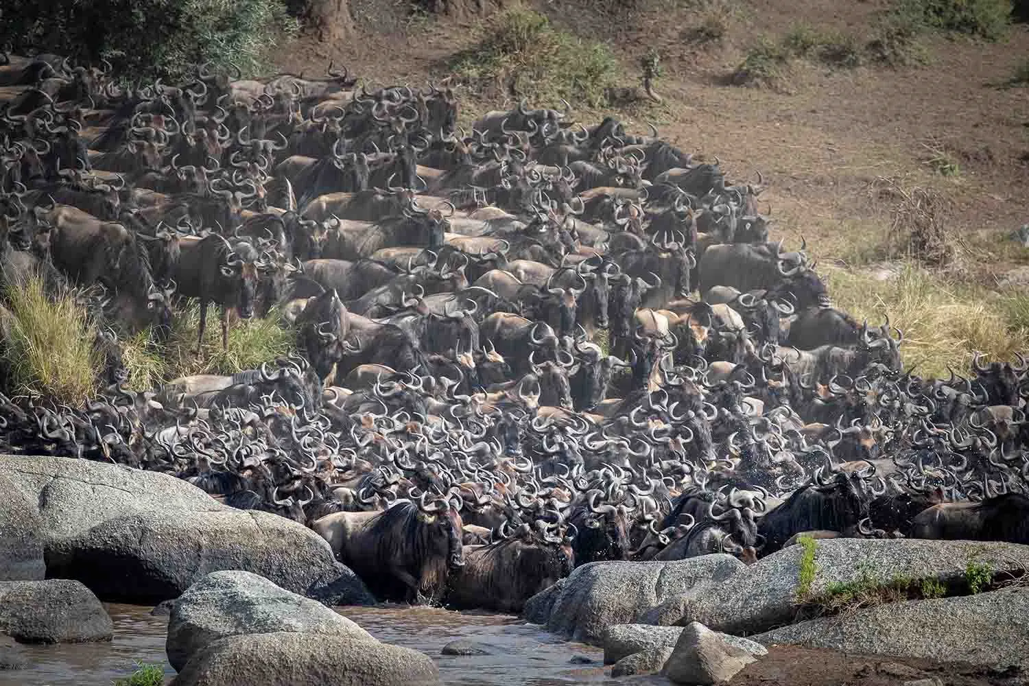 Great Migration crossing the Mara River