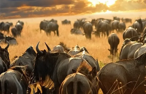Serengeti National Park best time to visit