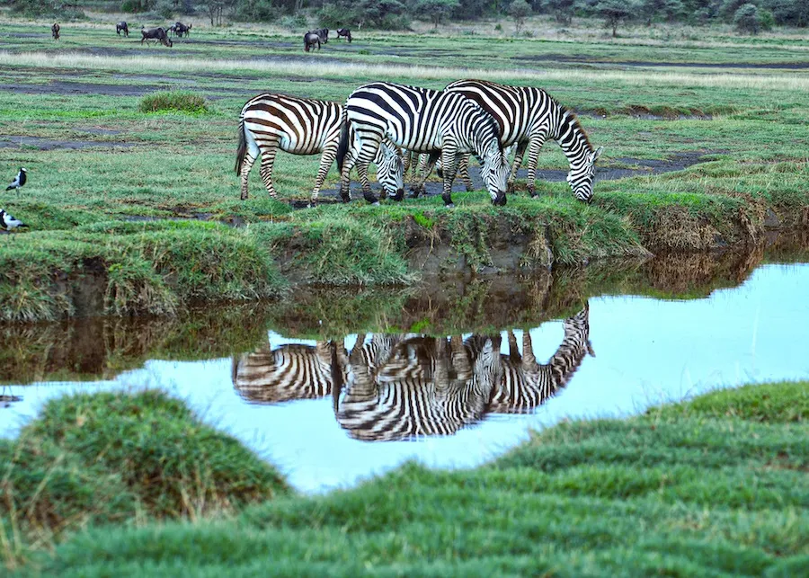 Tanzania short rains season November December Kilimanjaro slopes green