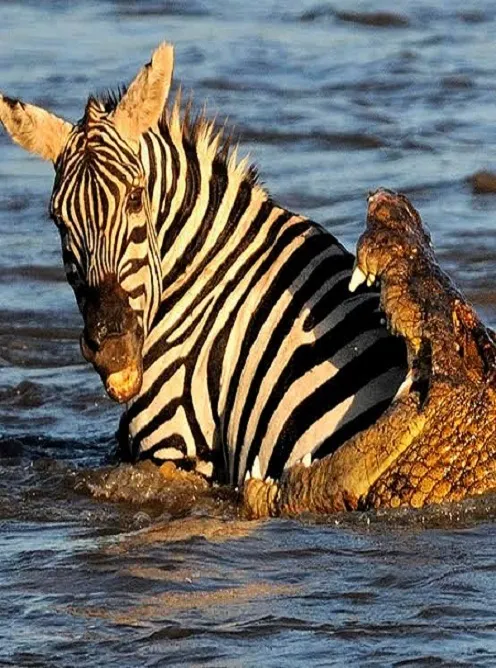 Serengeti plains with wildlife