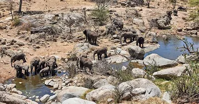 Wildebeest crossing the Mara River