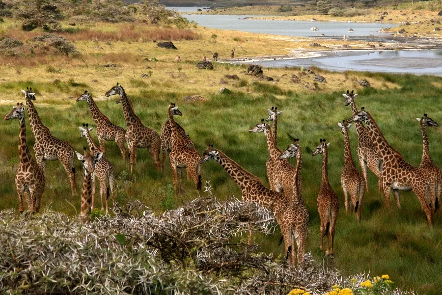 Southern Safari