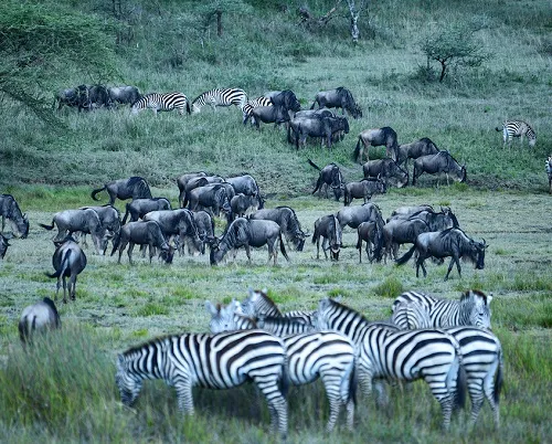 6-day full Tanzania Northern Circuit with Lake Natron
