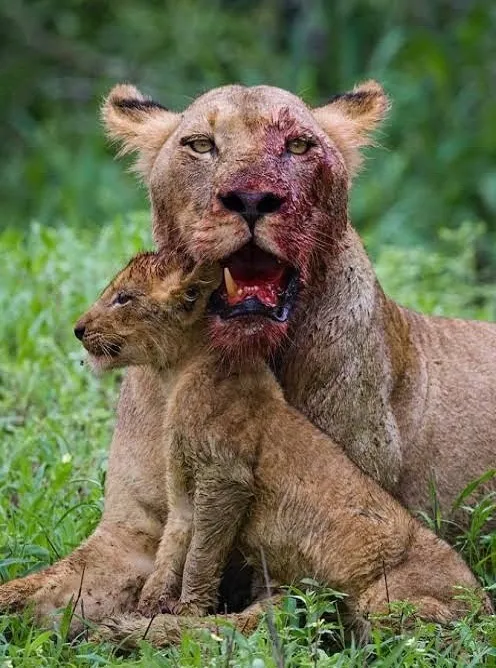 Tanzania dry season — wildlife at water hole golden savanna Serengeti