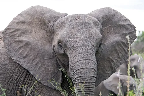 Tarangire elephants baobabs before AFCON 2027 Arusha