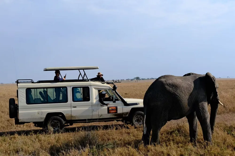 4-day Tanzania safari — elephant in Tarangire