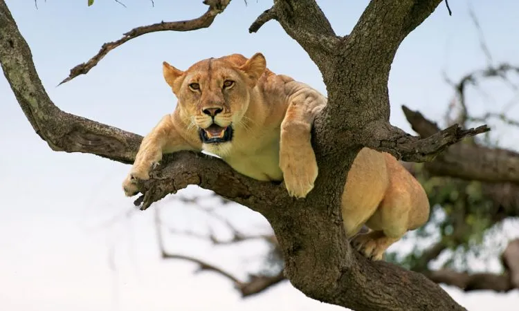 Lion pride resting on the Serengeti plains at golden hour