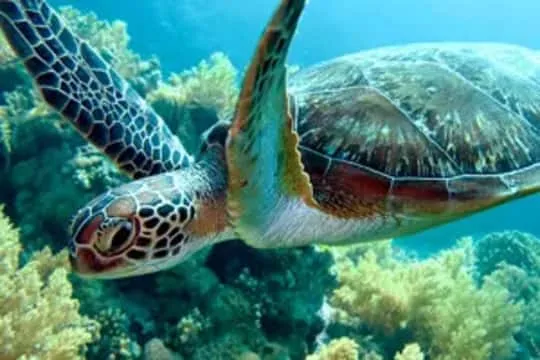 Paje beach Zanzibar east coast — turquoise reef flat and kite surfers